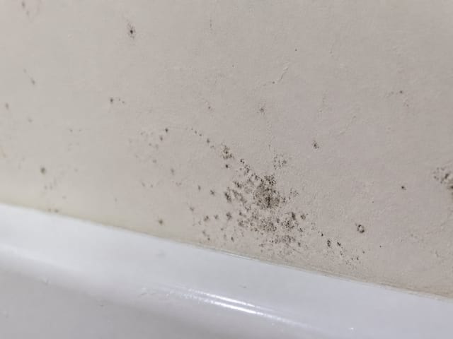 Petits points de moisissure sur un mur de salle de bain