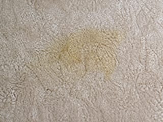 Légère tache d'urine d'animal sur une moquette